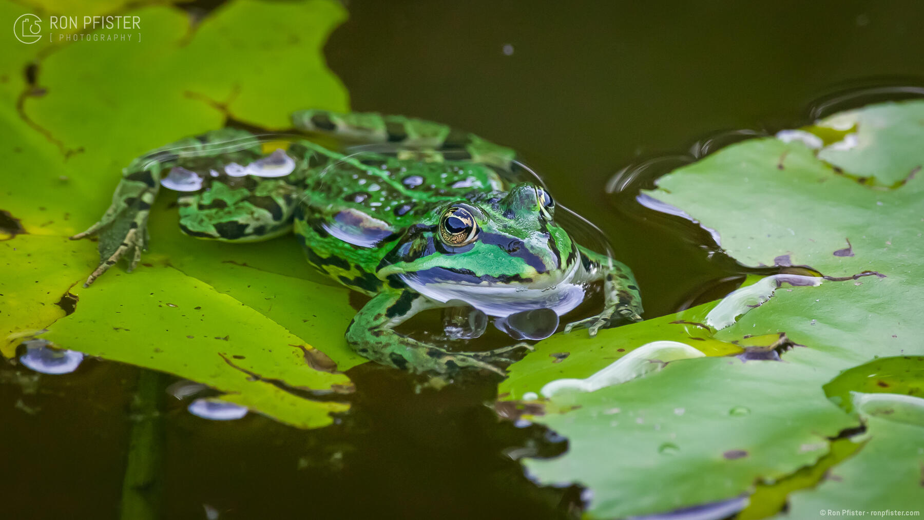 Common Water Frog