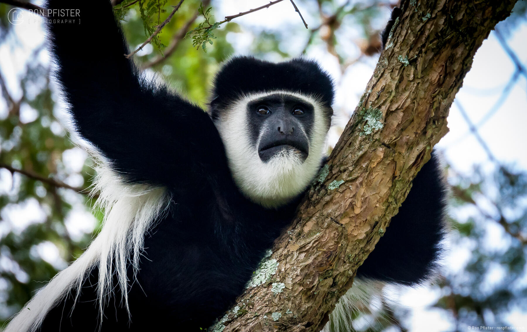 Eastern Black-and-White Colobus