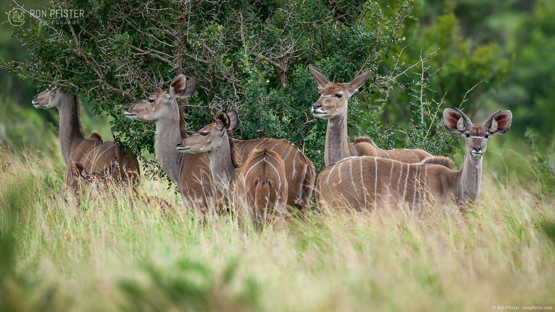 Greater Kudu Herd