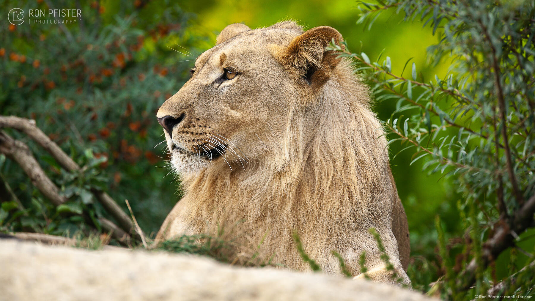 Young Male Lion