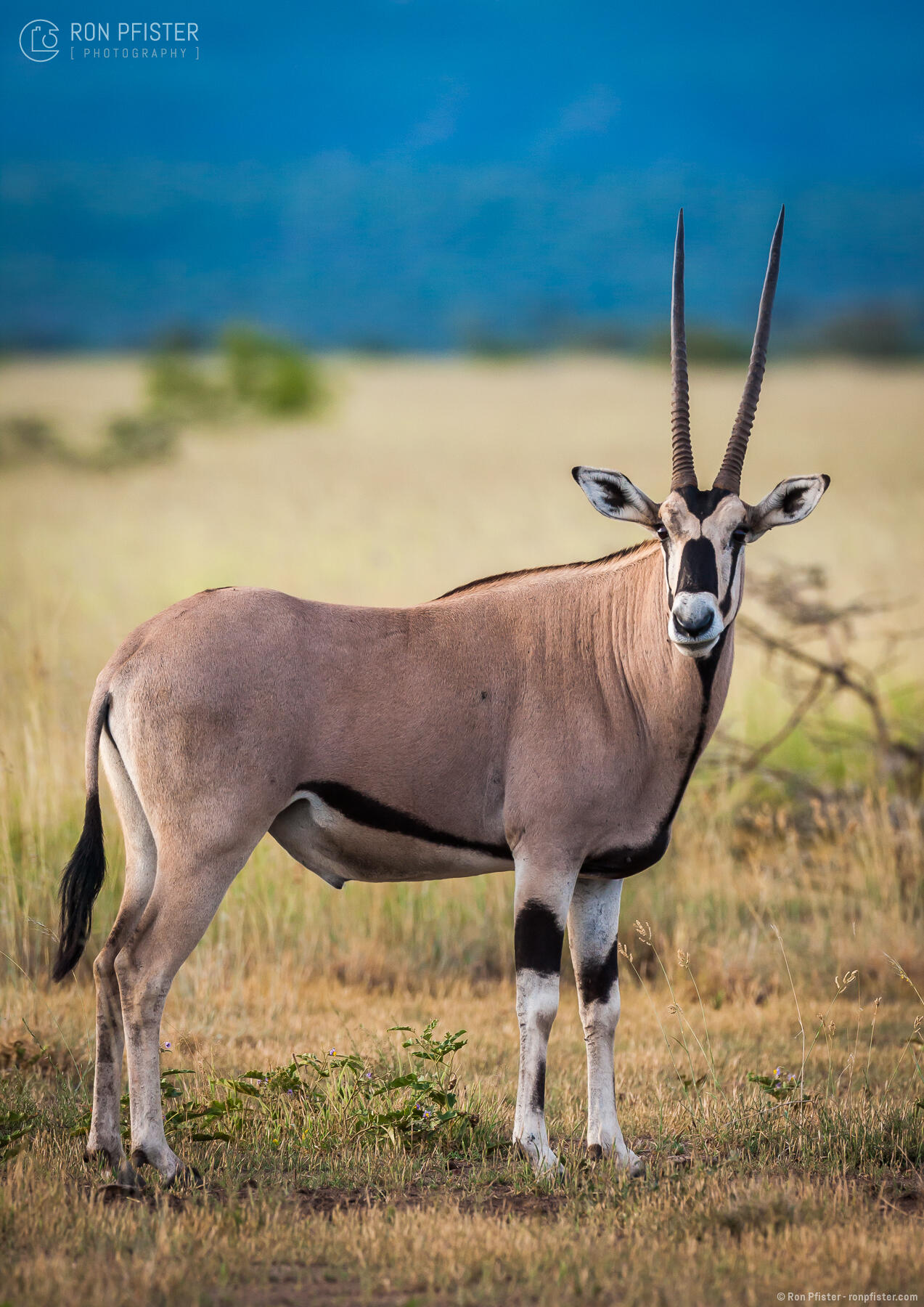 East African Oryx