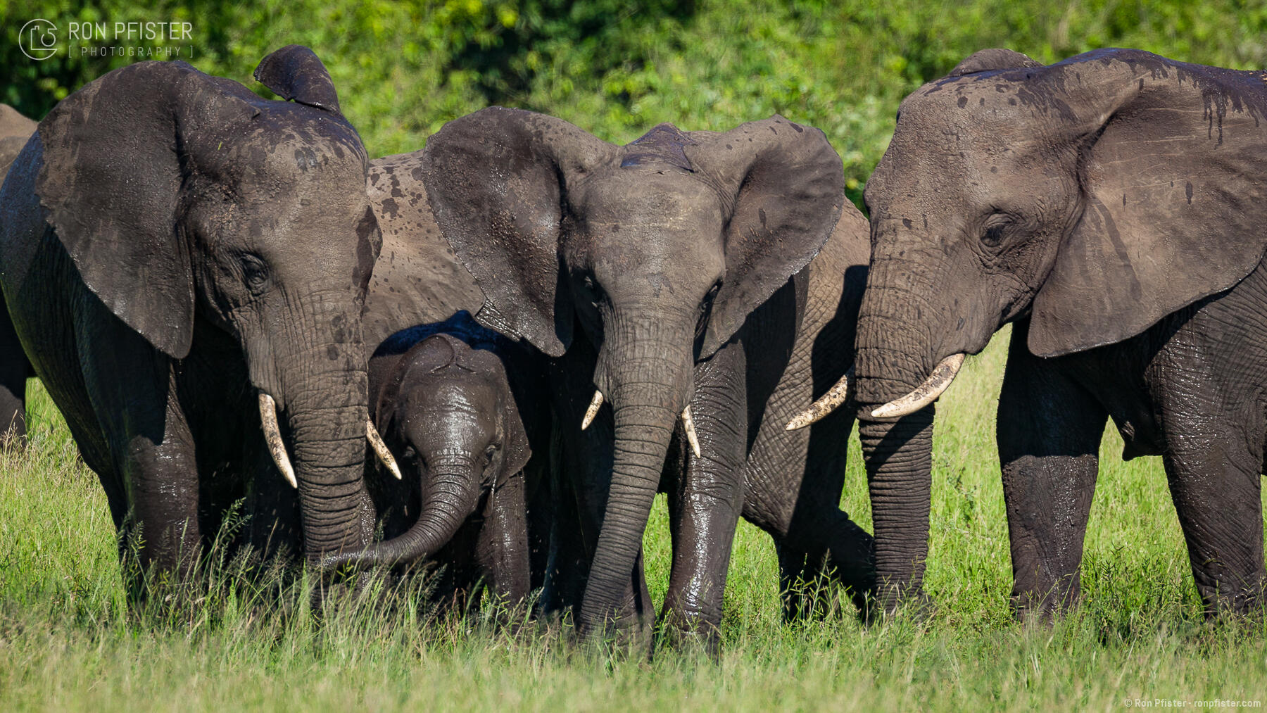 African Savanna Elephants at Waterhole